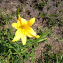 Day Lily