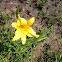 Day Lily
