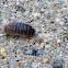 Pill bug