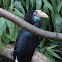 Wreathed Hornbill