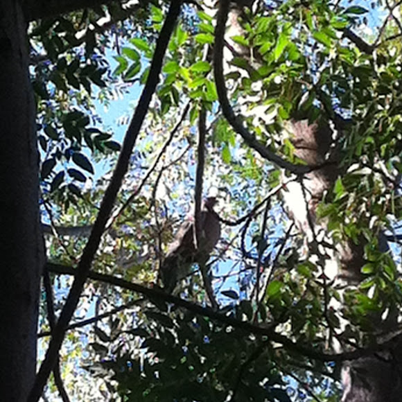 Spotting Image 1