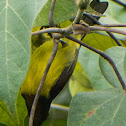 Brown-throated Sunbird