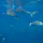 Caribbean Reef Shark