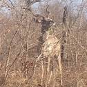 Kudu