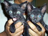 Regalo Gatitos Negritos Puros Tipo Pumas