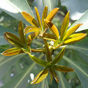 Blackboard tree