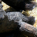 Mudskipper