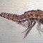 Copepod