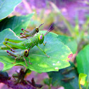 Grasshopper nymph