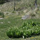 Skunk Cabbage???