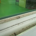 Mosquito