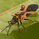 False milkweed bug