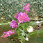 Orquideas