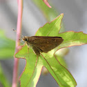 Skipper Butterfly