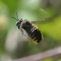 Carpenter Bee