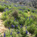 Lupine תֻּרְמוּס הֶהָרִים