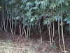Manuales Cultivo Tratamiento Enfermedade De Yuca 