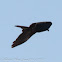 Marsh Harrier; Aguilucho Lagunero