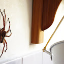 Huntsman