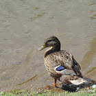 Duck