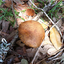 Red cracking bolete