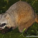 Crab-eating Racoon