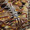 Crinoid Shrimp