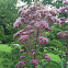 Joe-Pye Weed