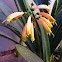 Clivia bells