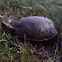Painted Turtle