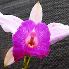 Oriquidea morada