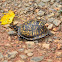 Eastern Box Turtle