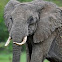 African bush elephant