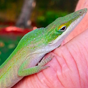 green anole