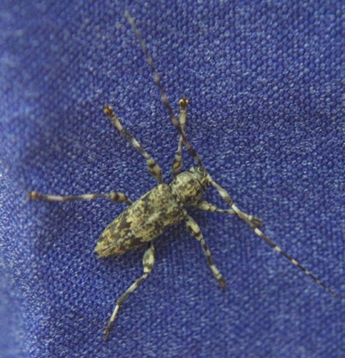 Spotting Image 1