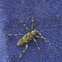 Flat-faced Longhorn Beetle