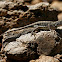 Lesser Earless Lizard