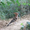 Hoopoe