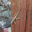 Tree Lizard