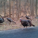Wild Turkey