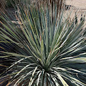 Desert spoon