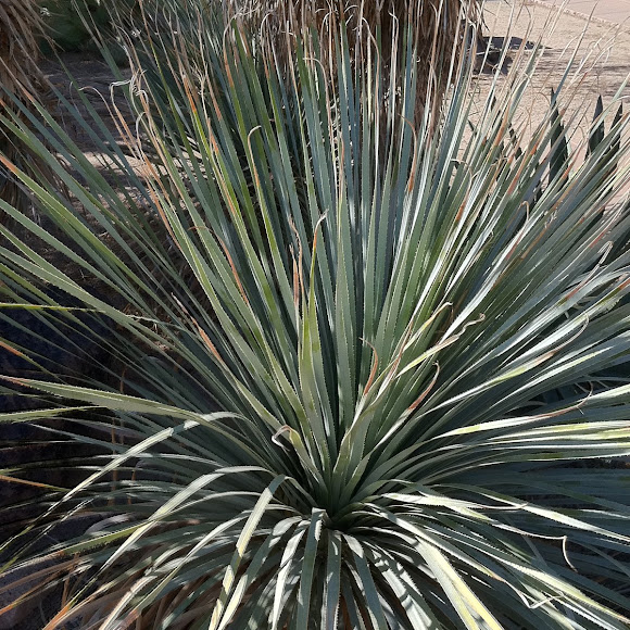 Spotting Image 1