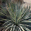 Desert spoon