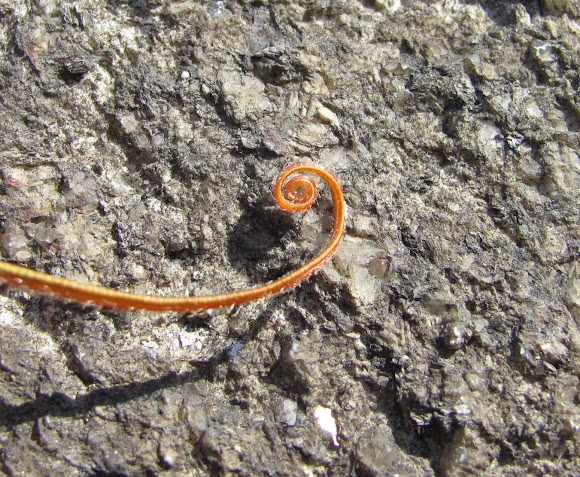 Spotting Image 1
