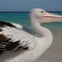 Australian Pelican