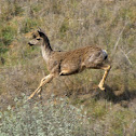 Black-tailed deer