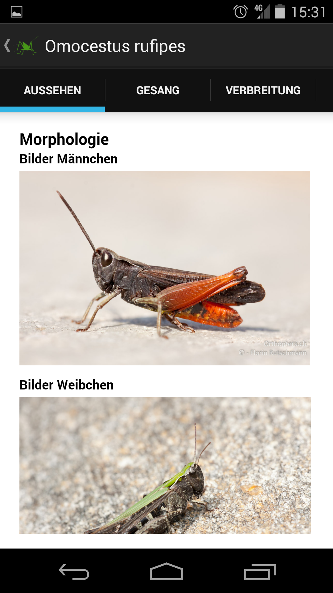 Android application Orthoptera screenshort