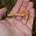 Peppery Bolete