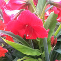 Butterfly Ginger