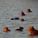Capybara